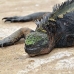 iguana_marine_pa_h_0140_ecu2181.jpg